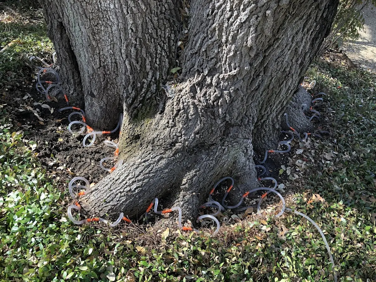 Detailed Tree Cabling and Bracing job site in Arkoma