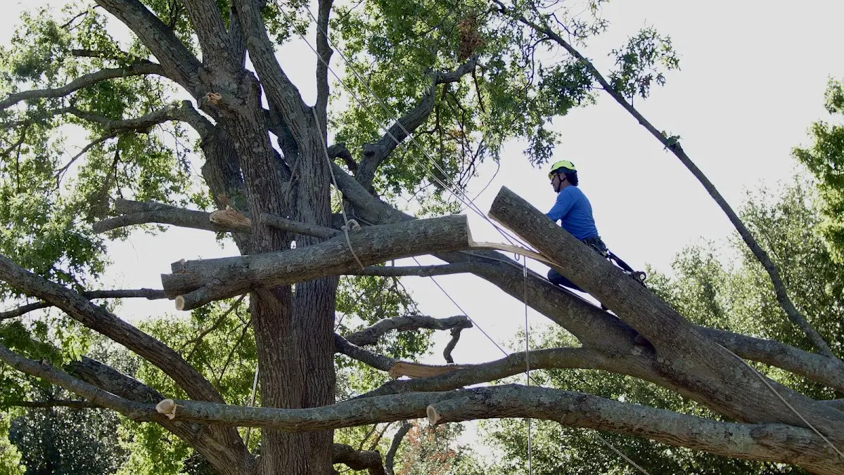 Professional Crown Thinning performed by certified arborists in Arkoma