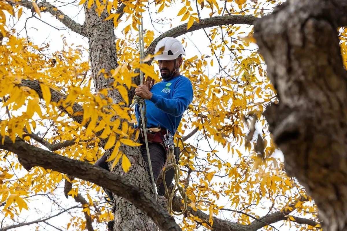 Skilled Tree Pruning crew working in Arkoma